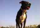 Verschillen tussen american pit bull terriers en american staffordshire terriers