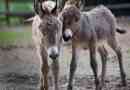 Hoe bewegen dieren?