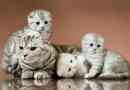 Hoeveel kittens kan een kat baren?