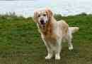 Hoeveel moet mijn golden retriever wegen?