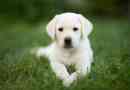 Hoeveel moet mijn labrador puppy eten??