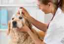 Hoe oogdruppels op een hond aan te brengen?