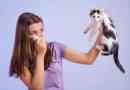 Hoe immuniteit voor kattenallergie op te bouwen?