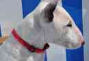 Hoe zorg je voor een bull terrier?