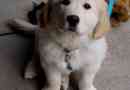 Hoe zorg je voor een golden retriever - van puppy tot volwassenheid