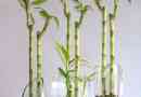 Hoe zorg je voor lucky bamboo kamerplanten?