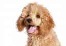 Hoe zorg je voor je toy poodle