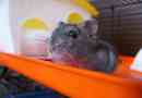Hoe maak je een hamsterkooi op de juiste manier schoon?