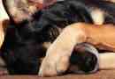 Hoe de stal van een hond te genezen met natuurlijke remedies?
