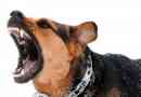Hoe om te gaan met een agressieve hond?