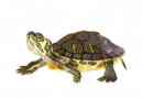 Hoe schildpadden te voeren?