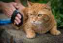 Hoe het vertrouwen van een kat te winnen?