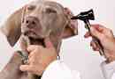 Hoe weet ik of mijn hond een oorontsteking of otitis heeft?