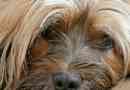 Hoe weet ik of mijn hond depressief is?