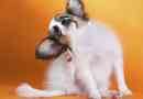 Hoe weet u of uw hond teken heeft?