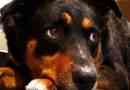 Hoe weet u of uw hond uitgedroogd is?