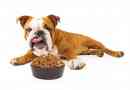 Hoe weet u of uw hond overgewicht heeft?