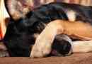 Hoe weet u of uw hond verdrietig is?