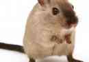 Hoe zorg je voor een hamster?