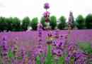 Lavendel planten?