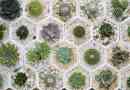 Hoe vetplanten in containers te planten