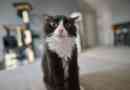 Parasieten bij katten voorkomen?