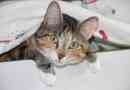 Hoe kattenhaar uit kleding te verwijderen