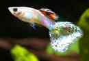 Hoe zorg je voor een guppy-vis?