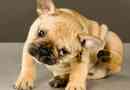 Hoe weet u of uw hond vlooien of een droge huid heeft?