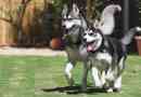 Hoe een husky te trainen