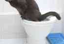 Hoe u uw kat kunt trainen om het toilet te gebruiken