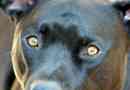 Hoe conjunctivitis bij een hond te behandelen?