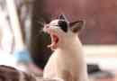 Hoe gingivitis bij katten te behandelen?