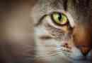 De symptomen van glaucoom bij katten