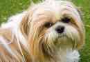 Wat zijn de kenmerken van een shih tzu-hond?