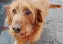Wat kunnen honden niet eten: giftige voedingsmiddelen om te vermijden?