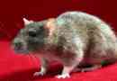 Wat betekent dromen over ratten?