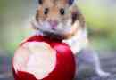 Welke vruchten kan een hamster eten?