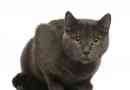 Wat is een chartreux-kat - alles wat u moet weten?
