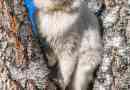 Wat is een angora-kat - feiten en persoonlijkheidskenmerken