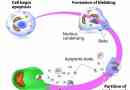 Wat is celapoptose??