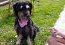 Wat te doen als uw hond niet wil lopen?