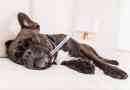 Wat een hond met koorts te geven: tips voor herstel