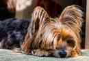 Welke honden verliezen het minste haar?