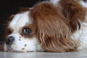 6 Veelvoorkomende fouten bij het trainen van honden die u moet vermijden
