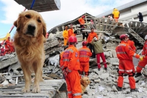 Kunnen honden aardbevingen voorspellen?? Het antwoord