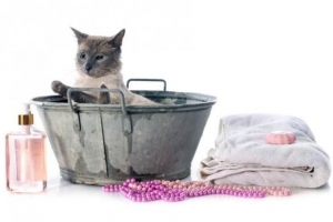 Kan ik mijn kat wassen met shampoo voor mensen?? - het antwoord
