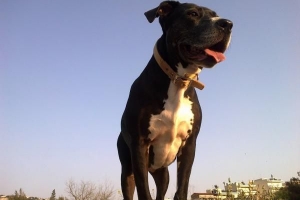 Verschillen tussen american pit bull terriers en american staffordshire terriers