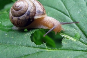 Effectieve natuurlijke remedies om van slakken en slakken af ​​te komen