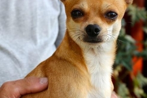 Hoe groot wordt een chihuahua?